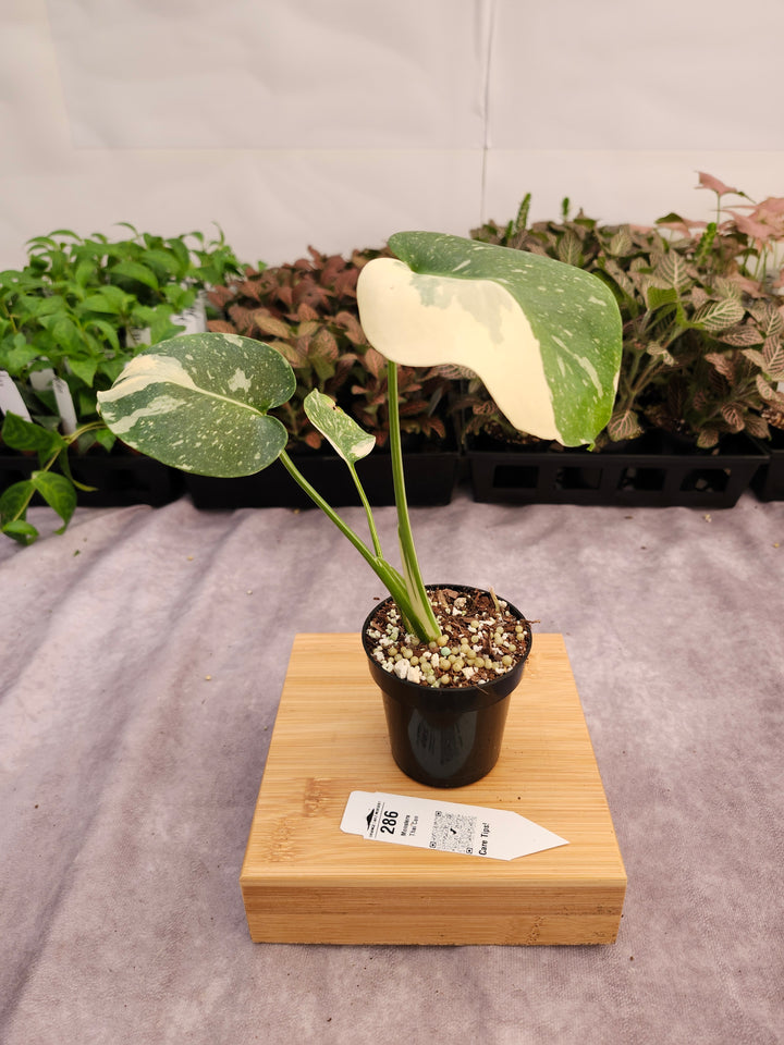 Monstera Thai Constellation (3in)-286