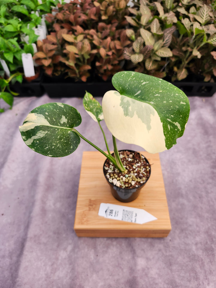 Monstera Thai Constellation (3in)-286