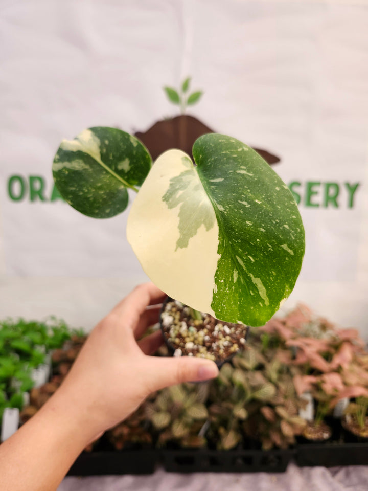 Monstera Thai Constellation (3in)-286