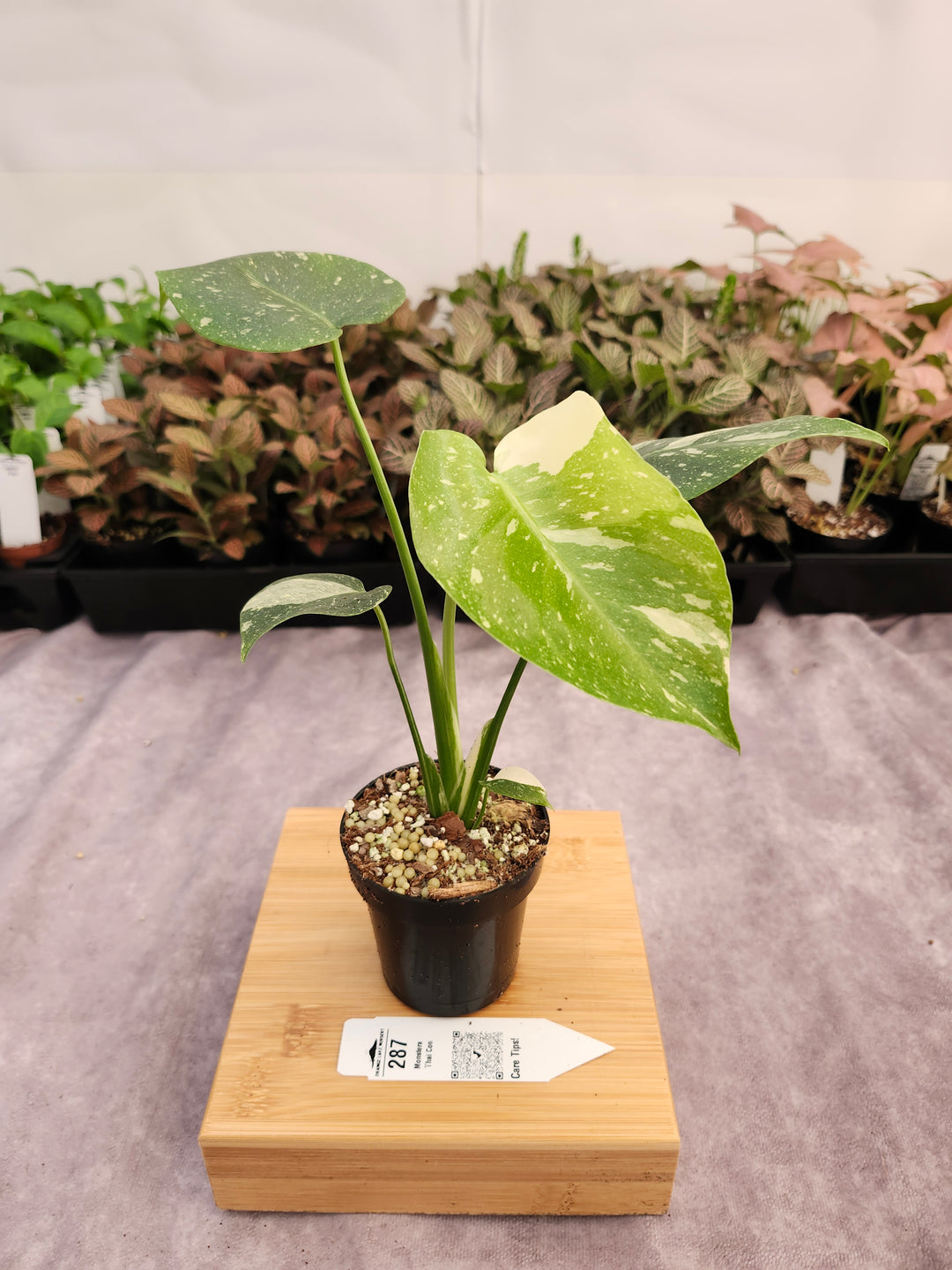 Monstera Thai Constellation (3in)-287
