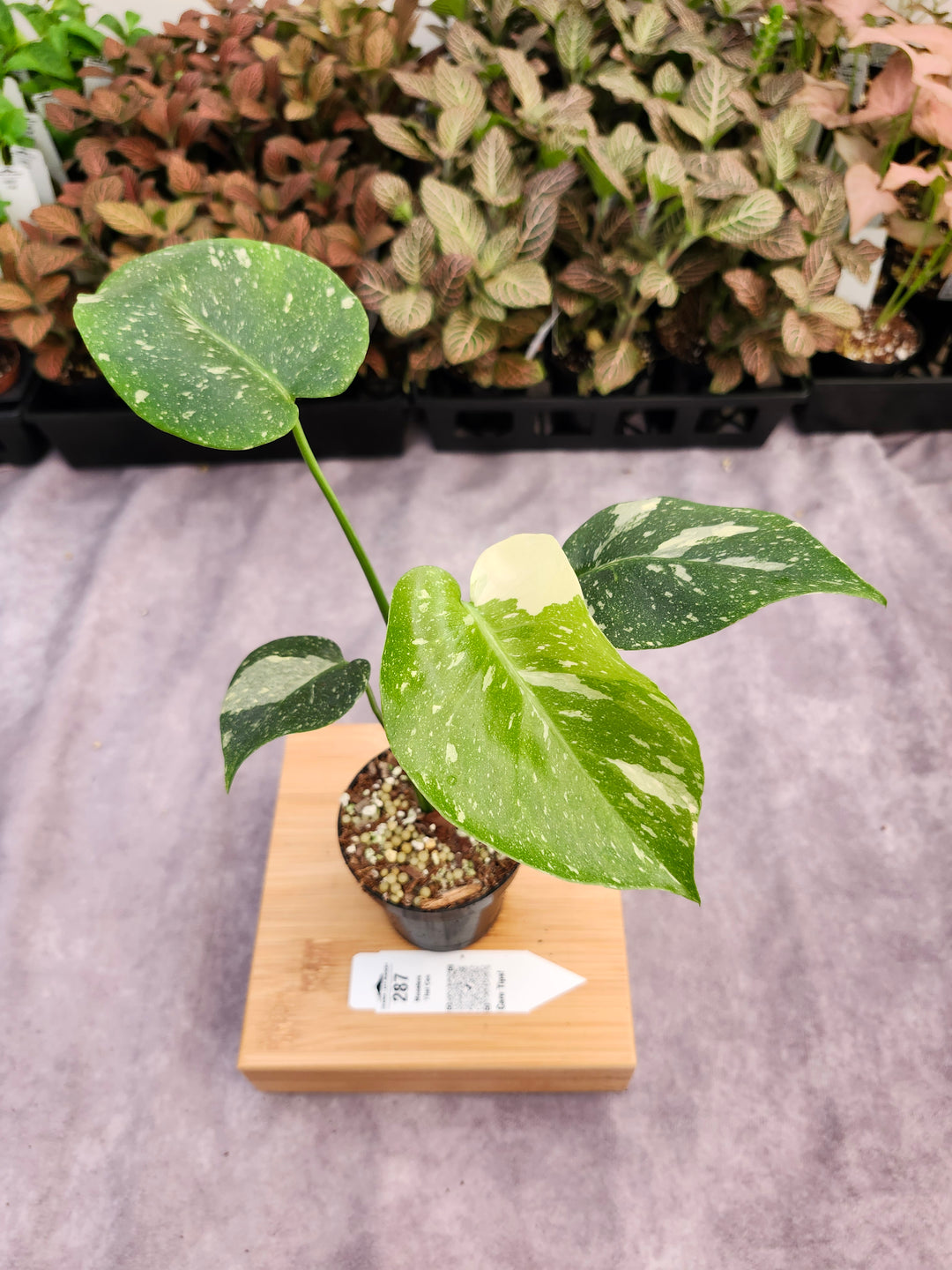 Monstera Thai Constellation (3in)-287