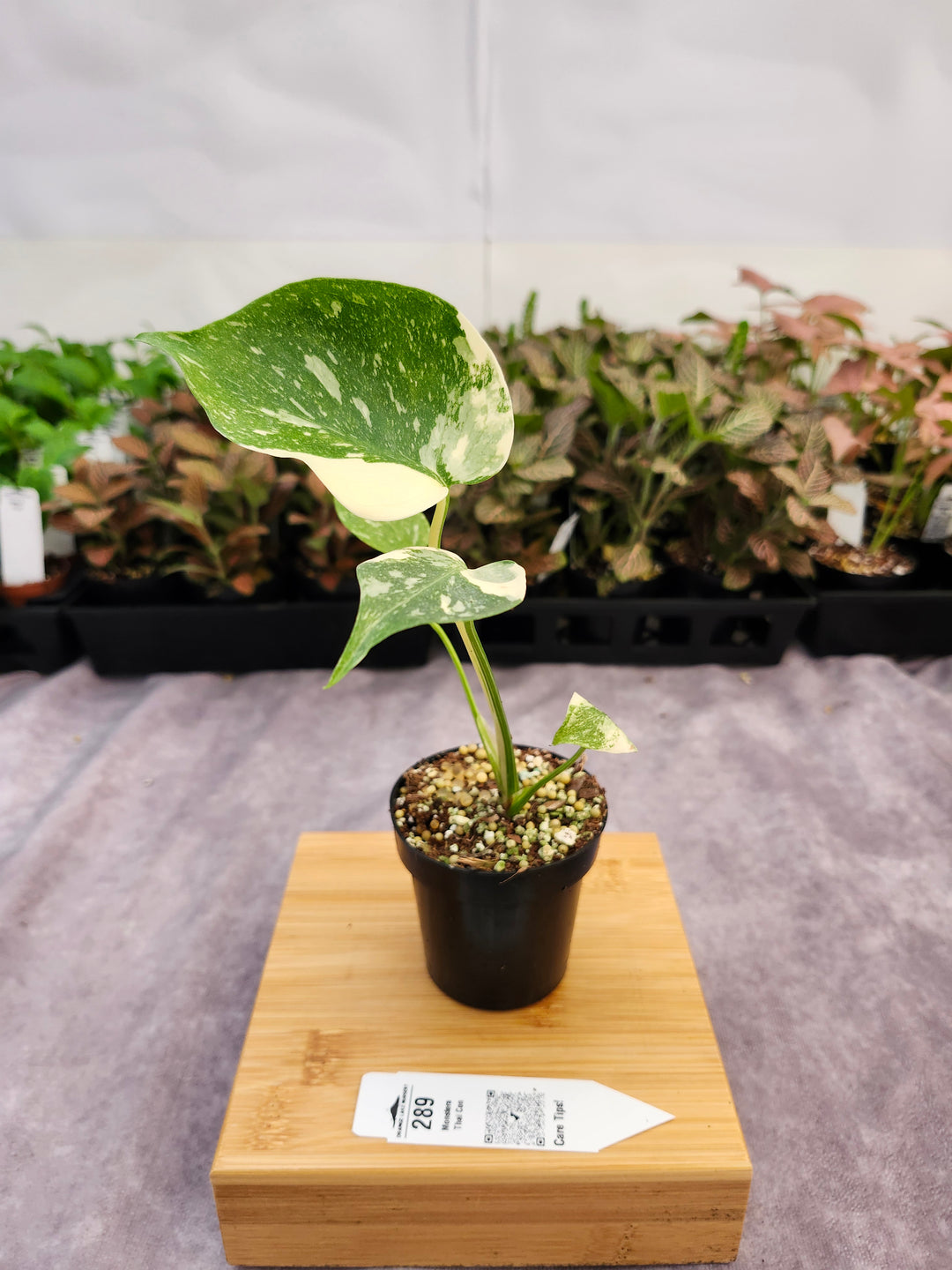 Monstera Thai Constellation (3in)-289
