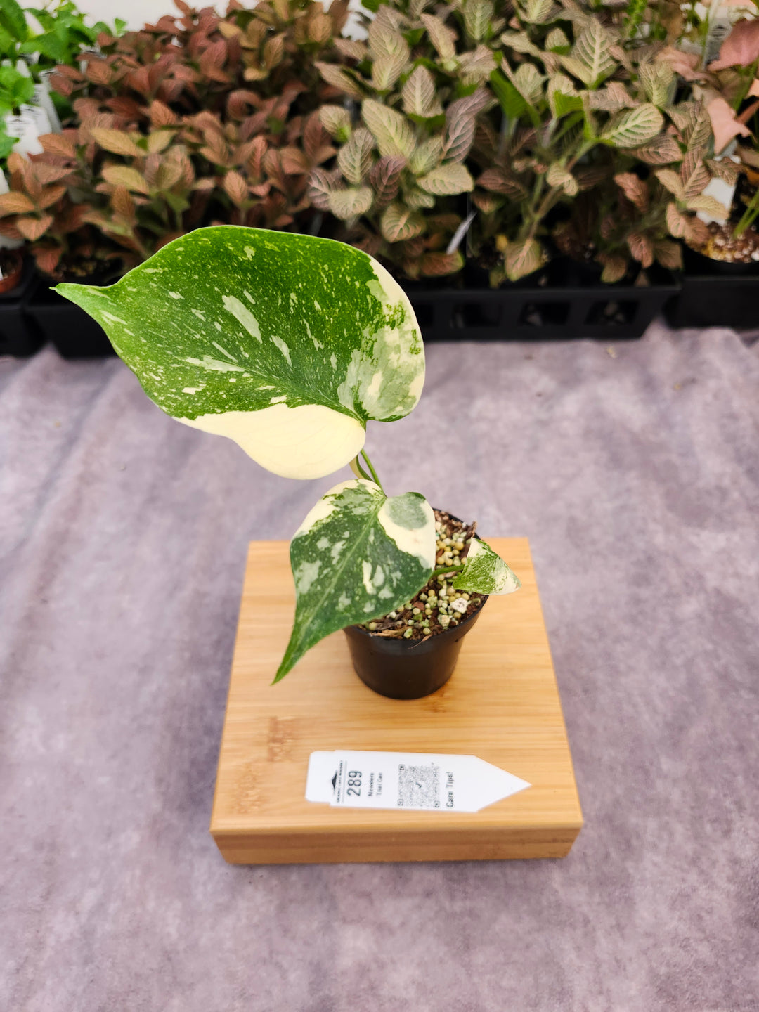 Monstera Thai Constellation (3in)-289