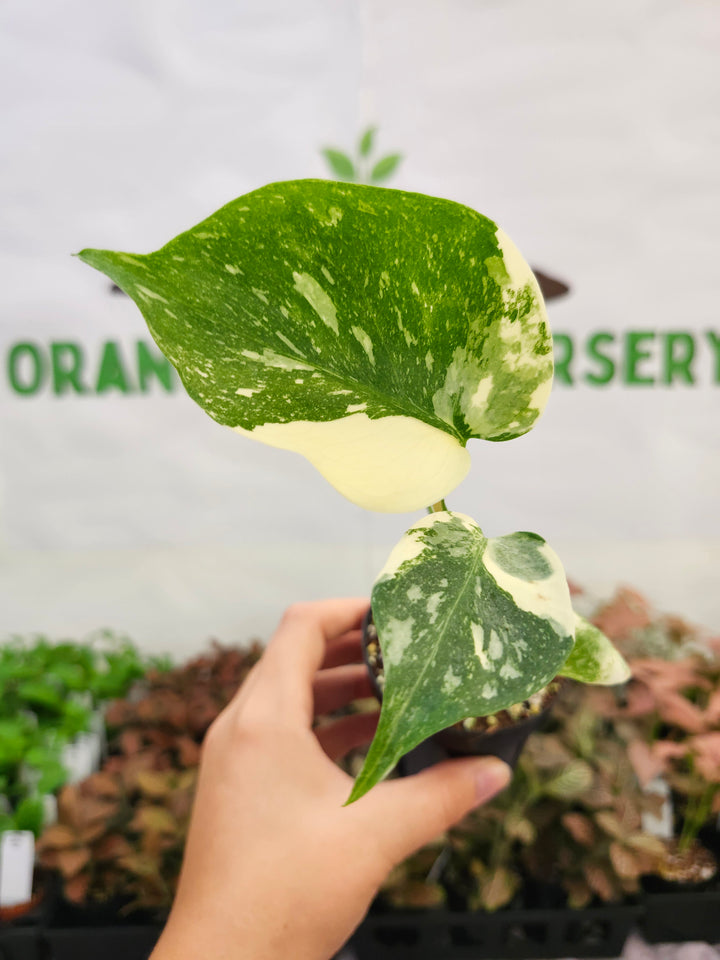 Monstera Thai Constellation (3in)-289