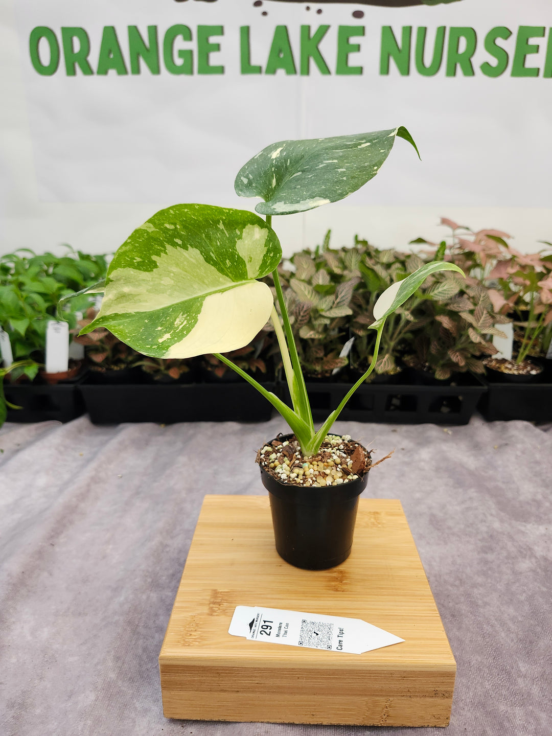 Monstera Thai Constellation (3in)-291