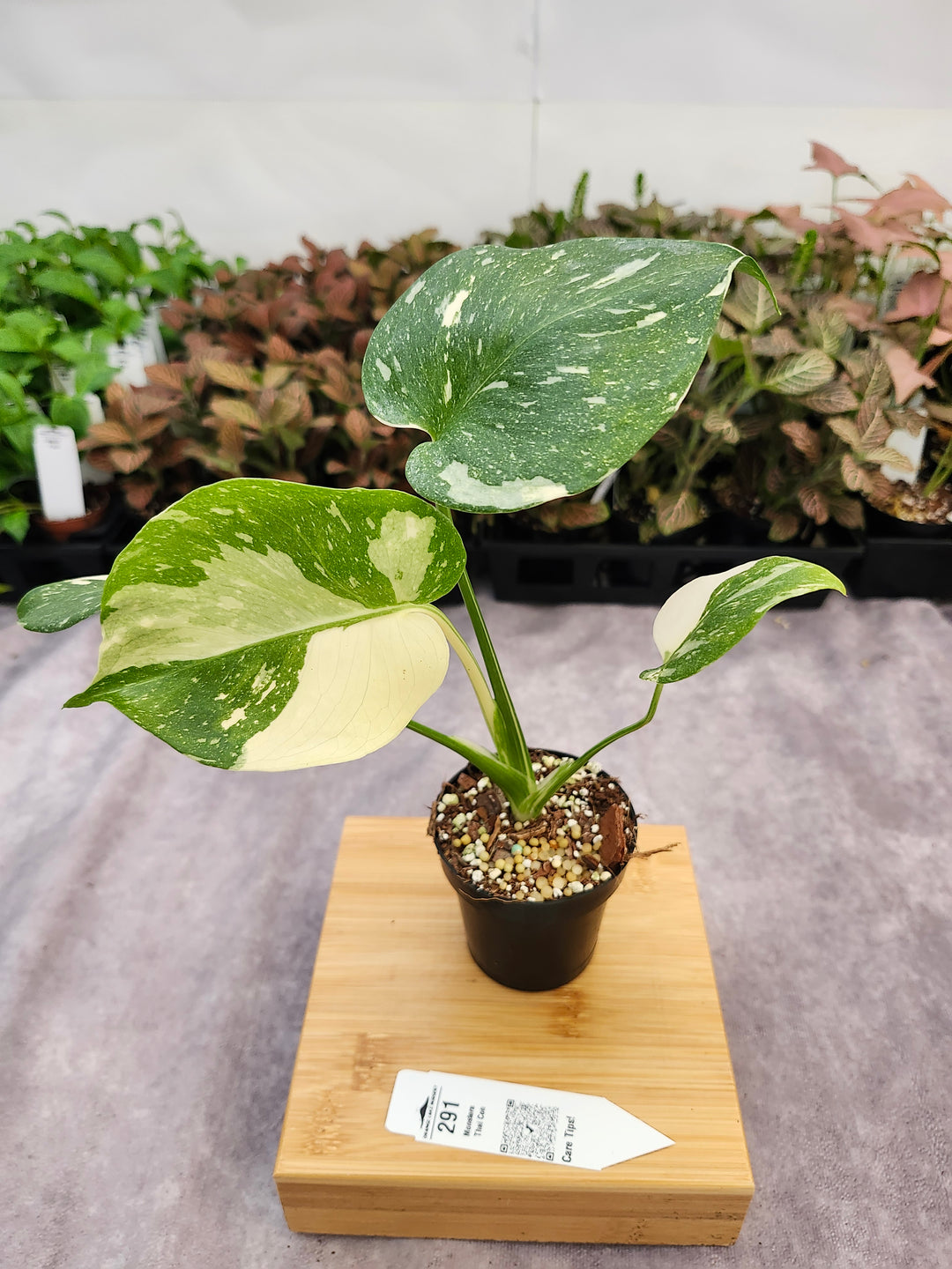 Monstera Thai Constellation (3in)-291