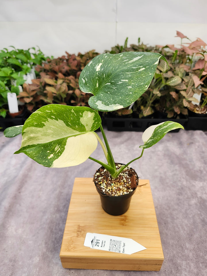 Monstera Thai Constellation (3in)-291