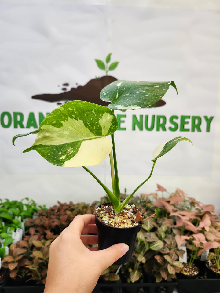 Monstera Thai Constellation (3in)-291