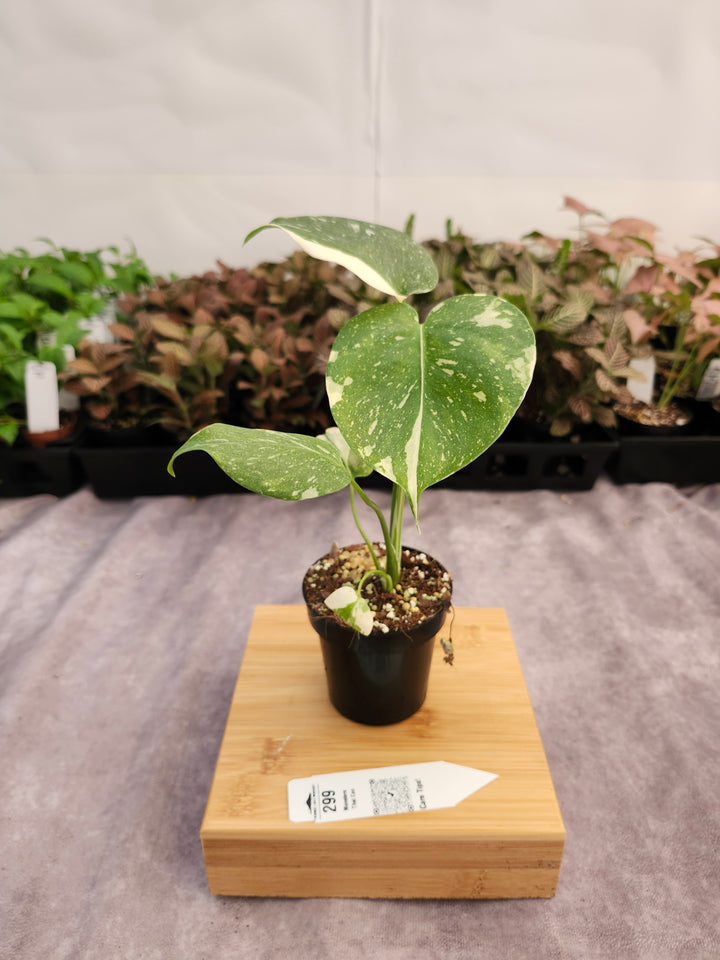 Monstera Thai Constellation (3in)-299