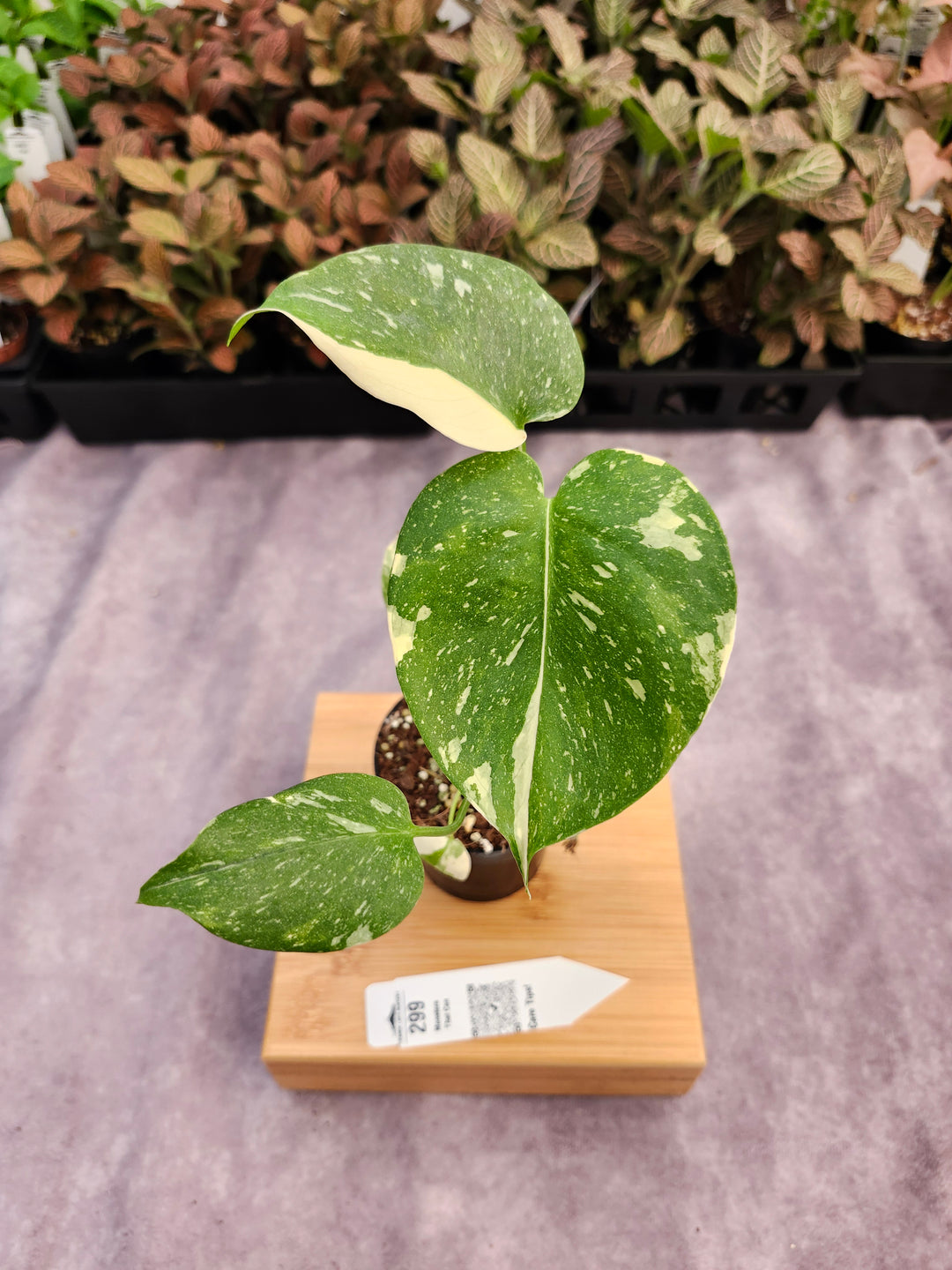 Monstera Thai Constellation (3in)-299