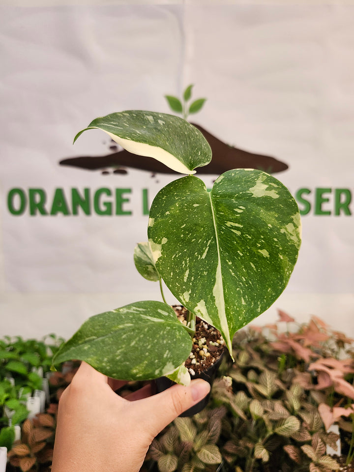 Monstera Thai Constellation (3in)-299