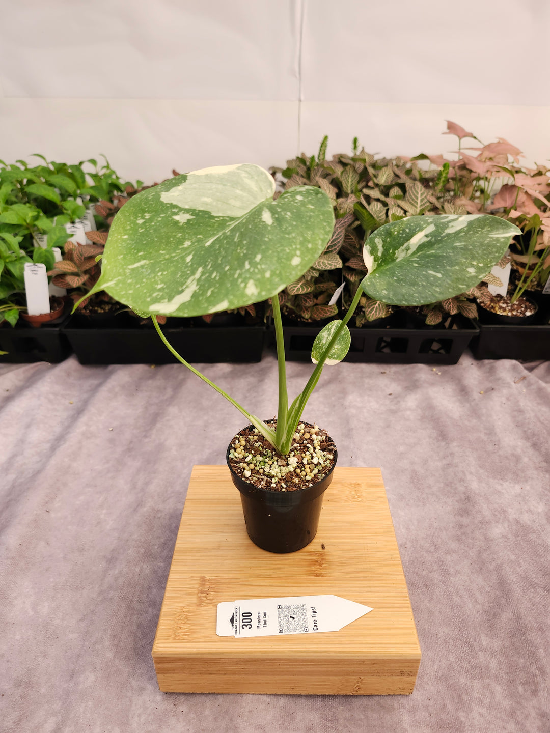 Monstera Thai Constellation (3in)-300