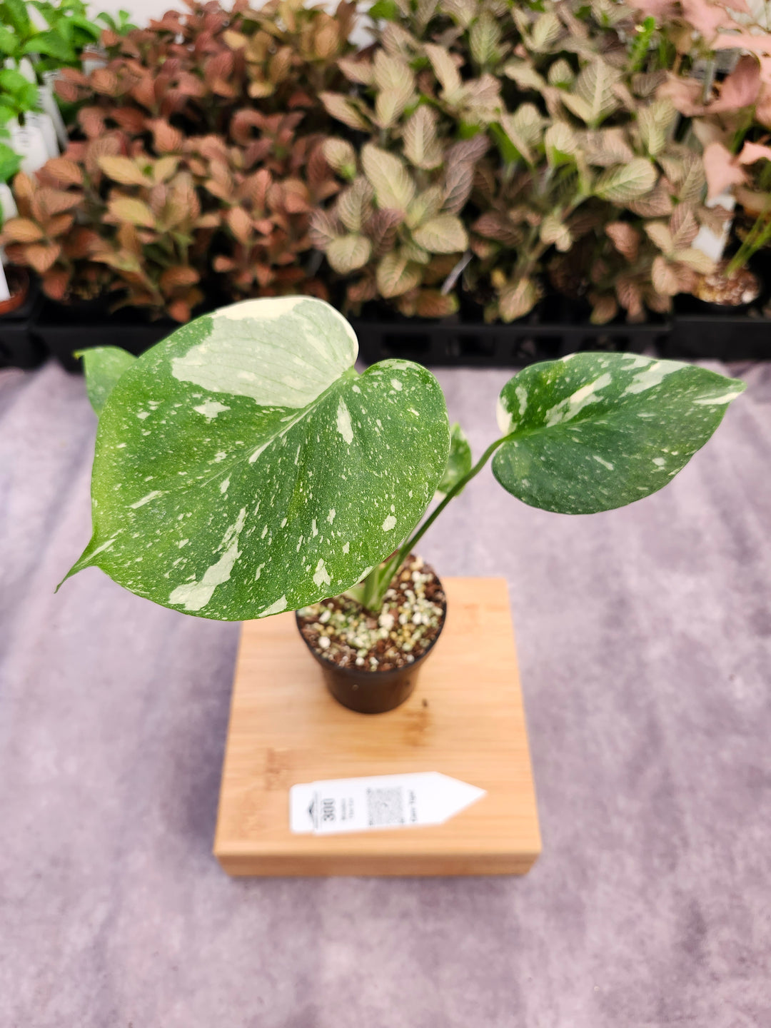 Monstera Thai Constellation (3in)-300