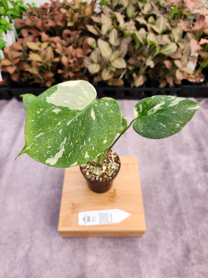 Monstera Thai Constellation (3in)-300