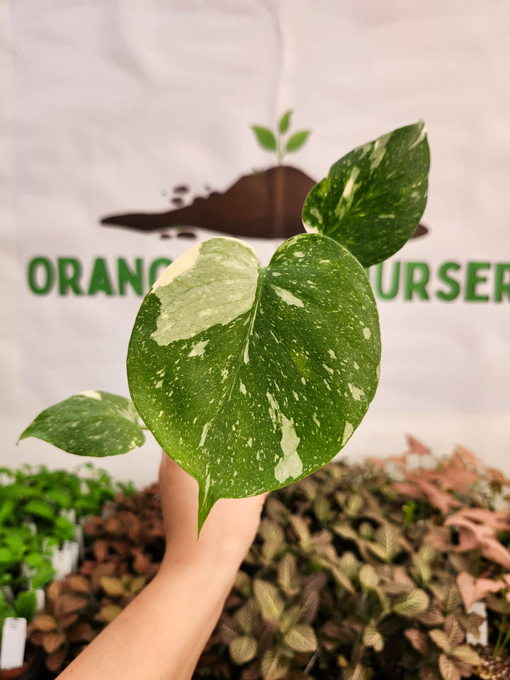Monstera Thai Constellation (3in)-300