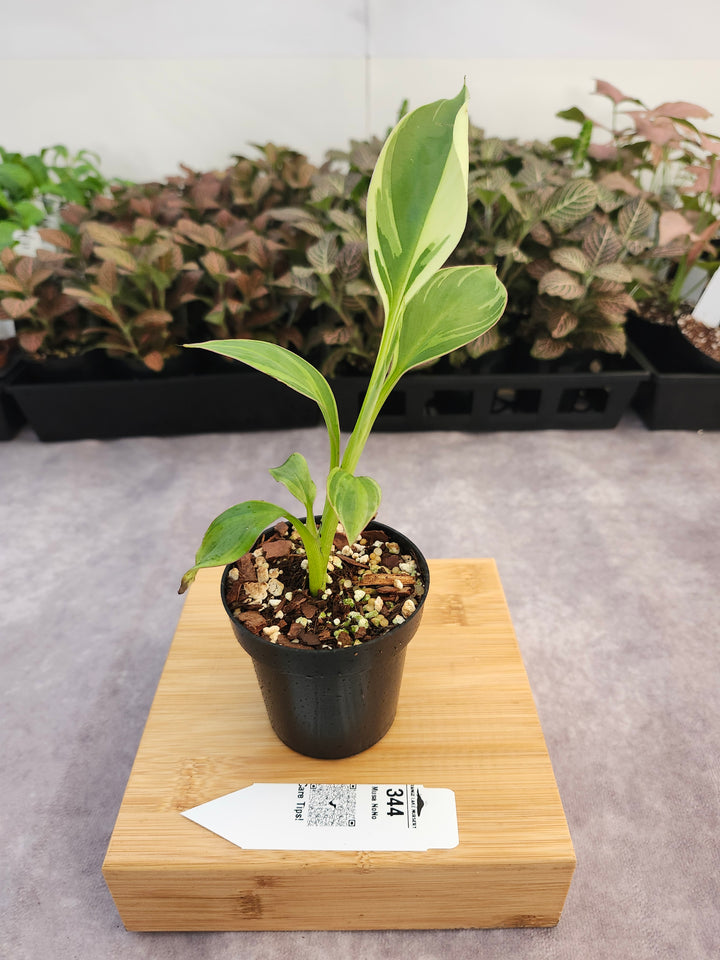Musa NoNo (3in)-344