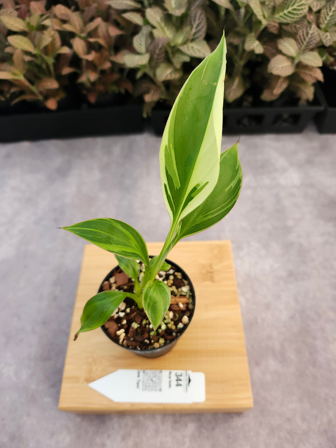 Musa NoNo (3in)-344