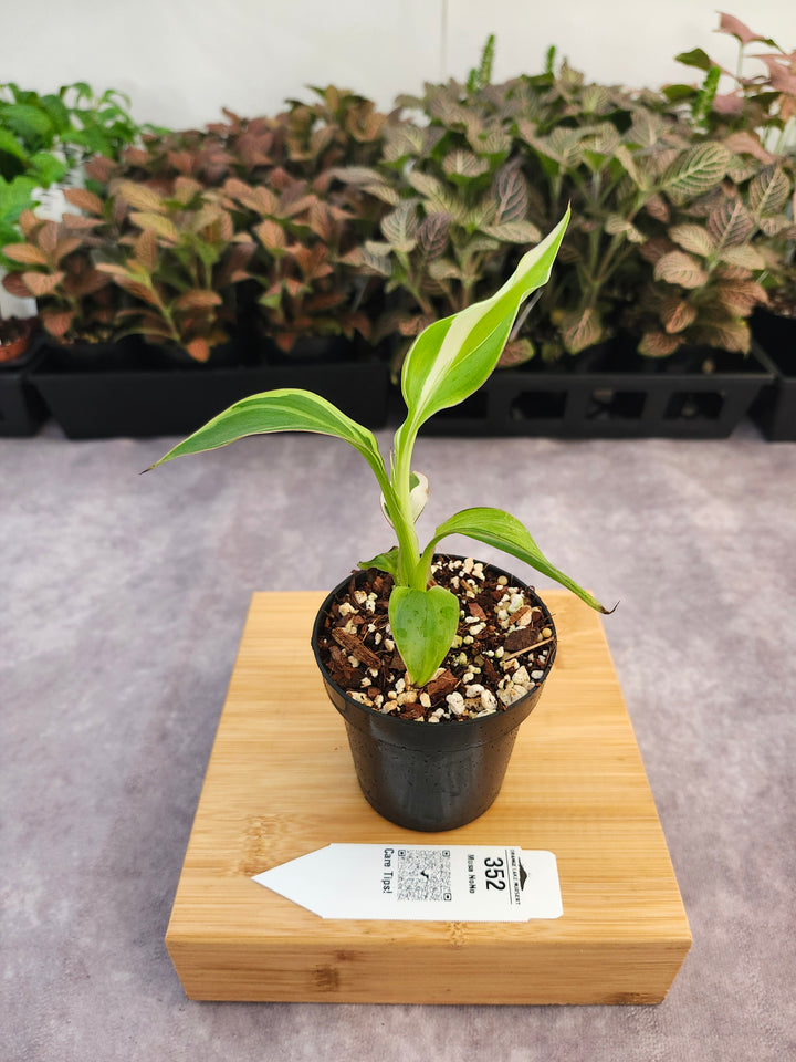 Musa NoNo (3in)-352