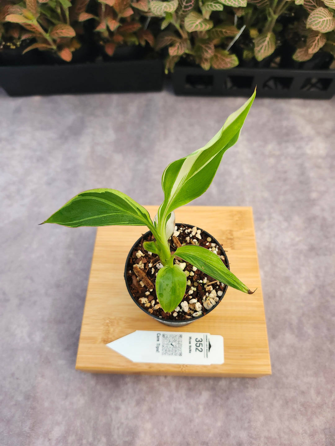Musa NoNo (3in)-352