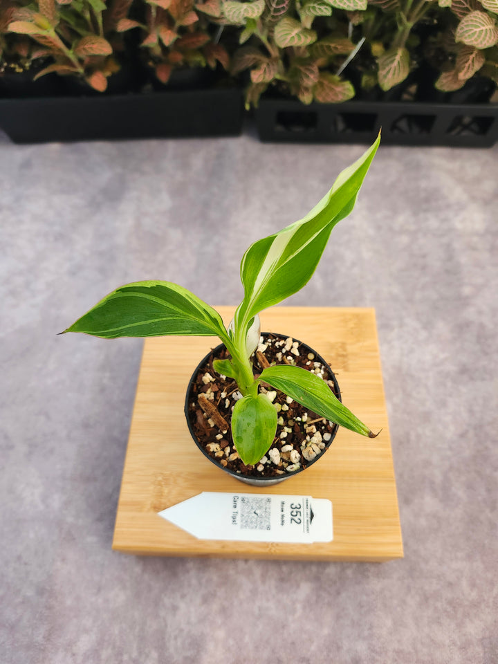 Musa NoNo (3in)-352