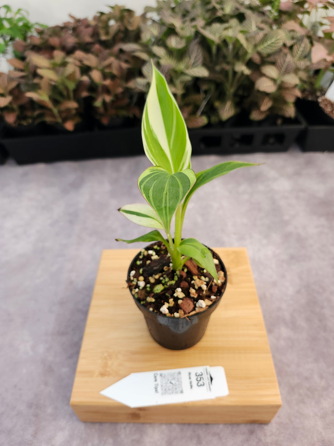 Musa NoNo (3in)-353