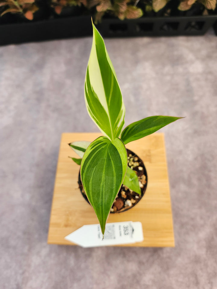 Musa NoNo (3in)-353