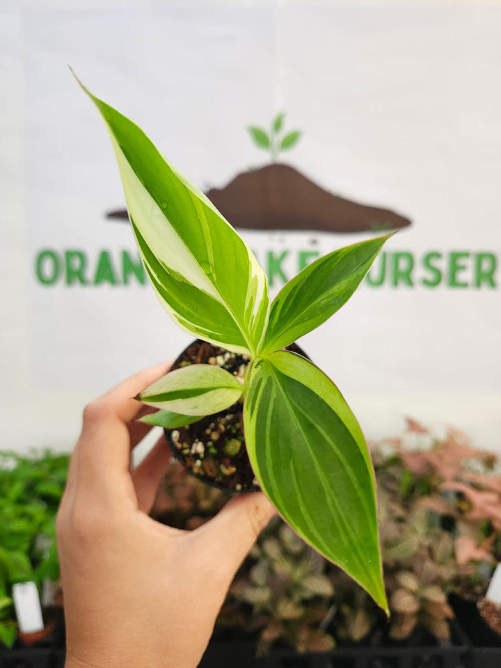 Musa NoNo (3in)-353