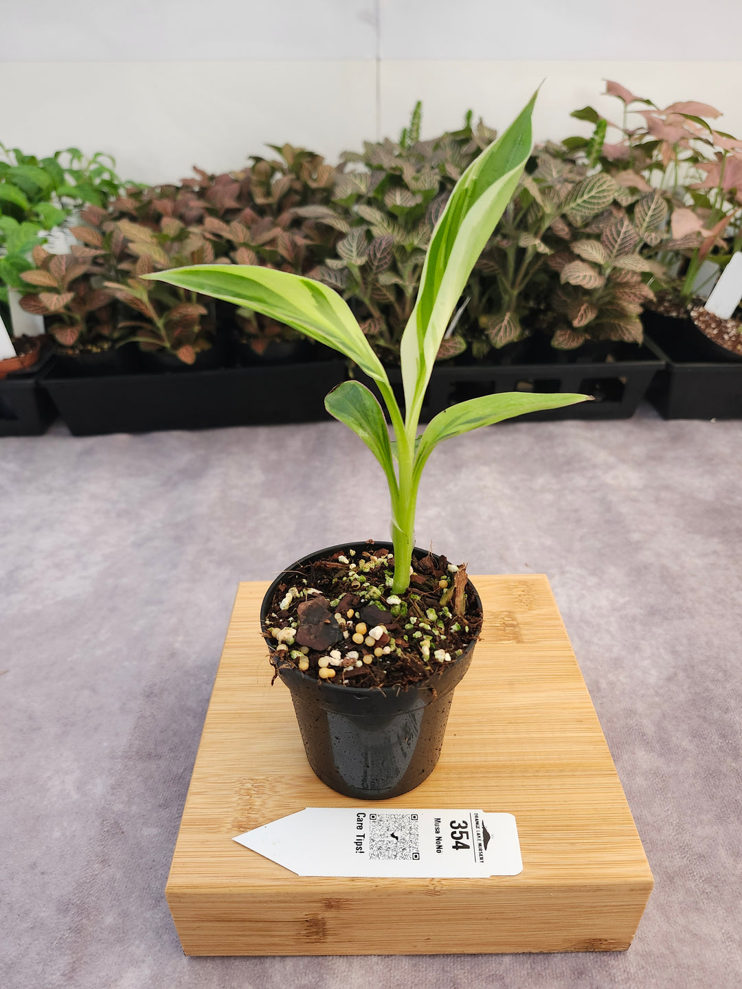 Musa NoNo (3in)-354