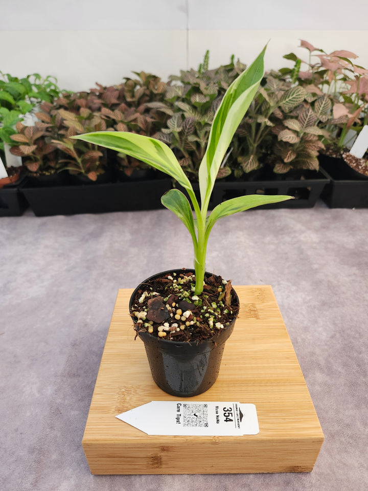 Musa NoNo (3in)-354