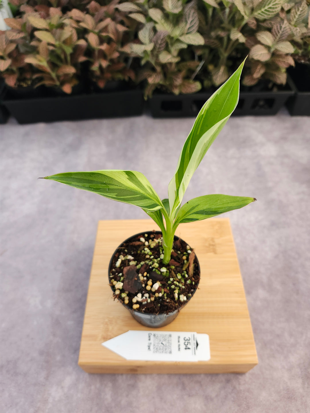 Musa NoNo (3in)-354