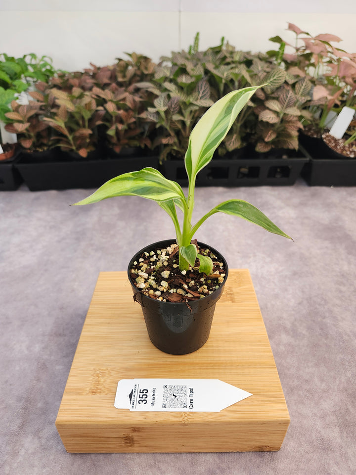 Musa NoNo (3in)-355