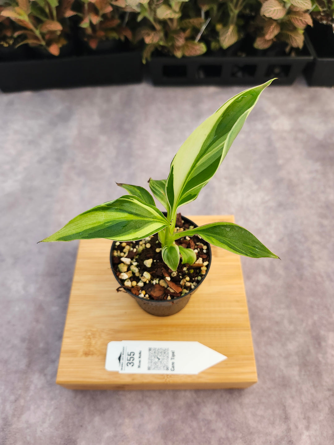 Musa NoNo (3in)-355