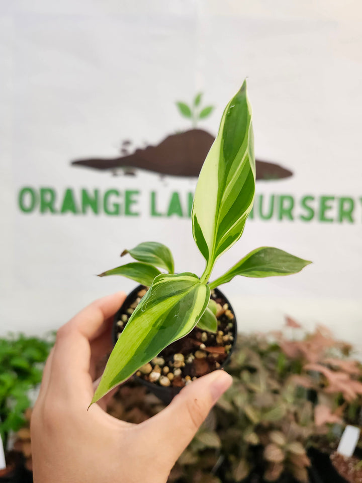 Musa NoNo (3in)-355