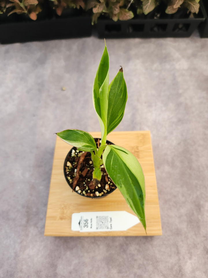 Musa NoNo (3in)-356