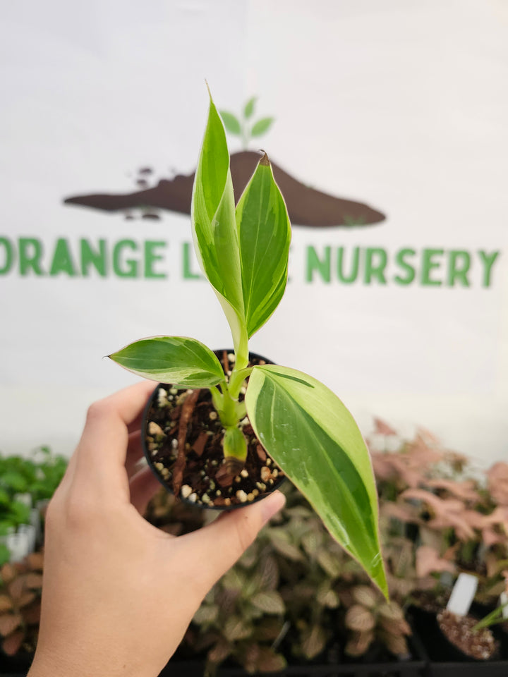 Musa NoNo (3in)-356