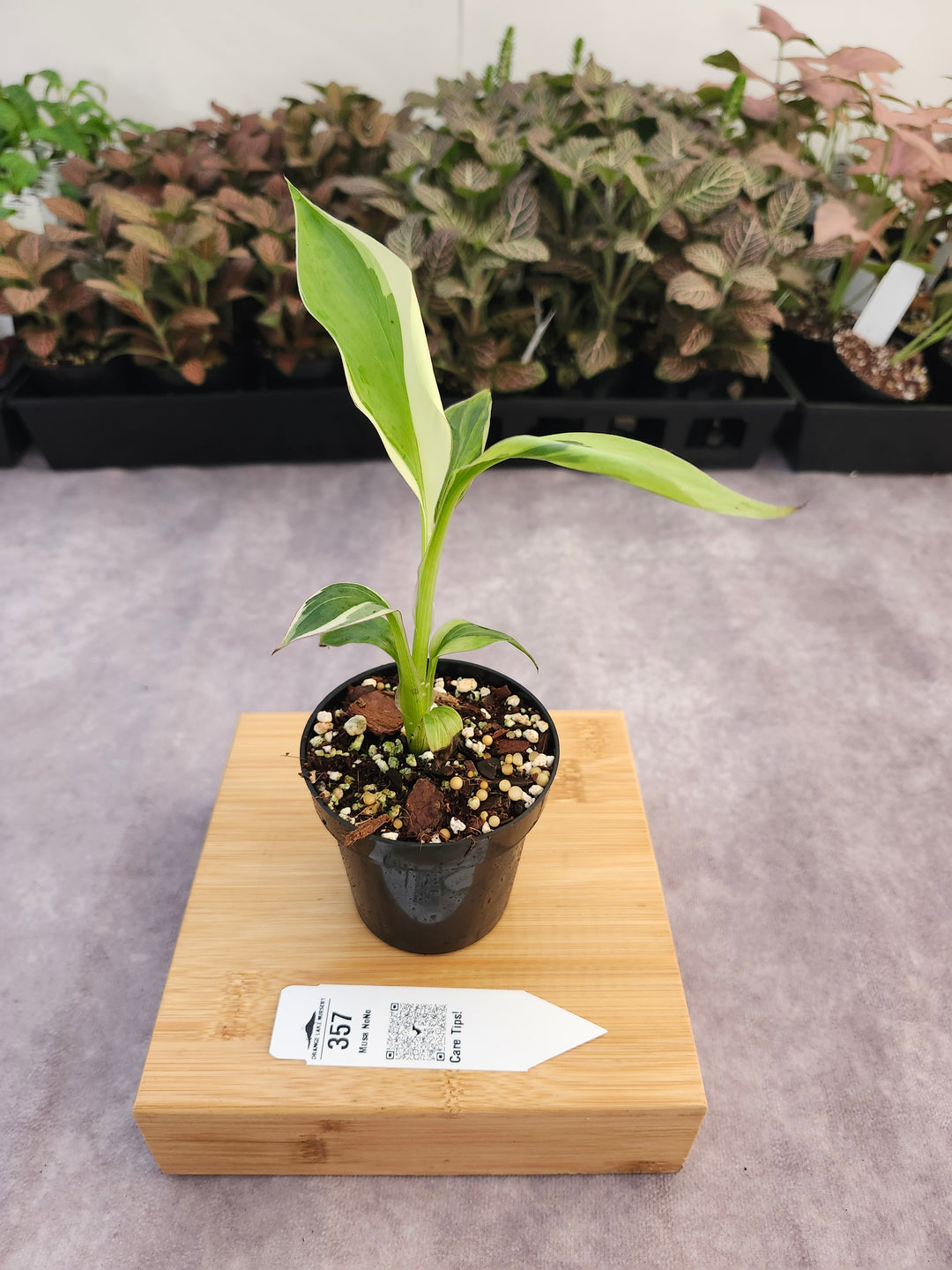 Musa NoNo (3in)-357