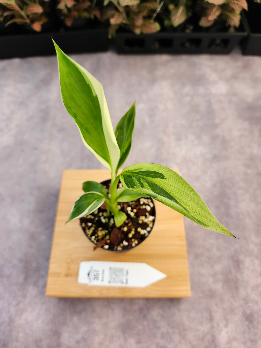 Musa NoNo (3in)-357