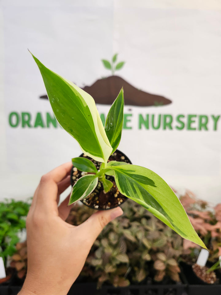Musa NoNo (3in)-357