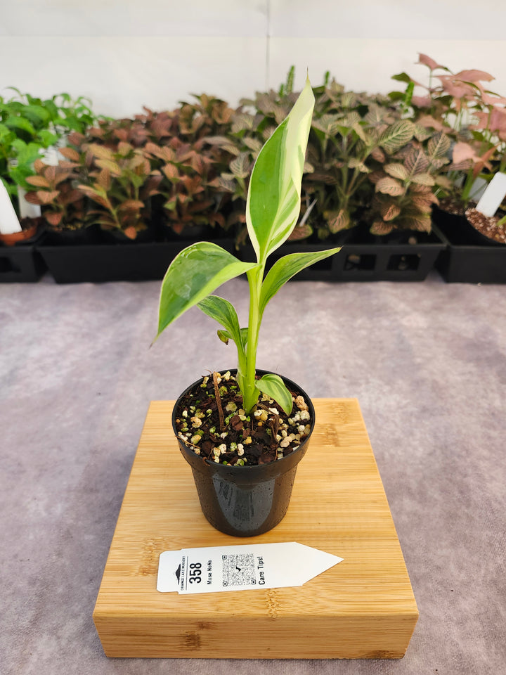 Musa NoNo (3in)-358