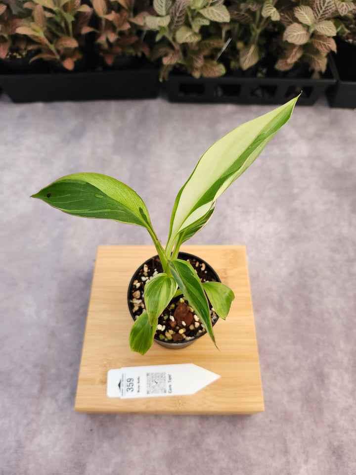 Musa NoNo (3in)-359