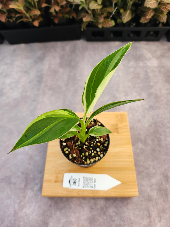 Musa NoNo (3in)-360