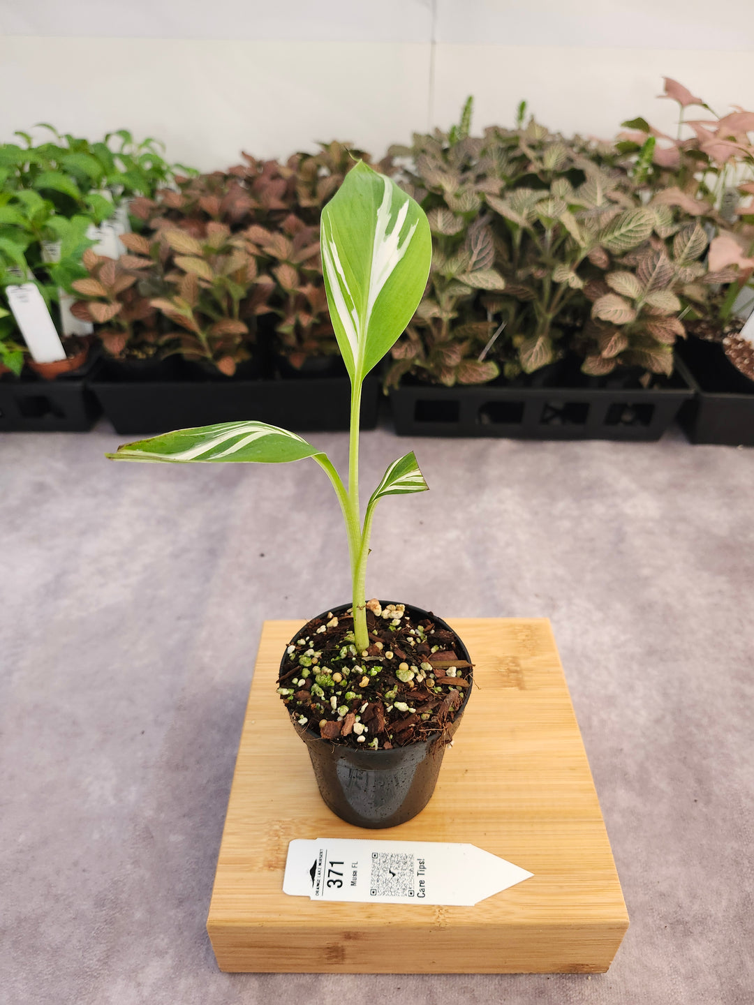 Musa Florida  (3in)-371