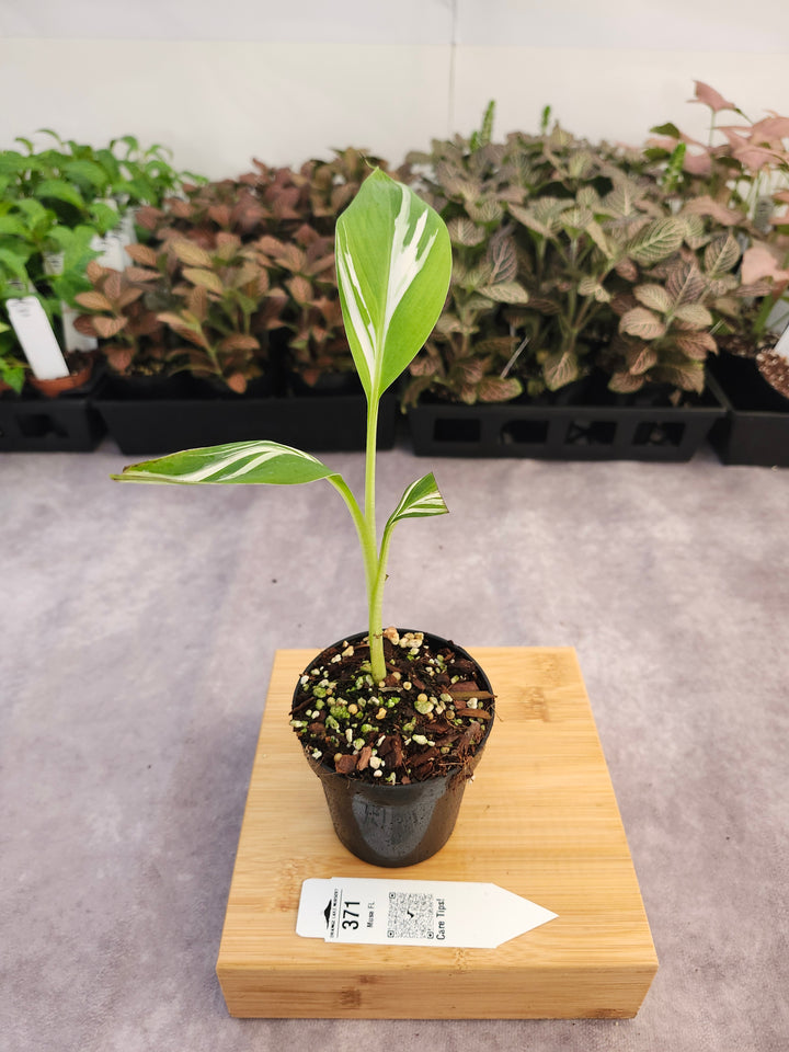 Musa Florida  (3in)-371