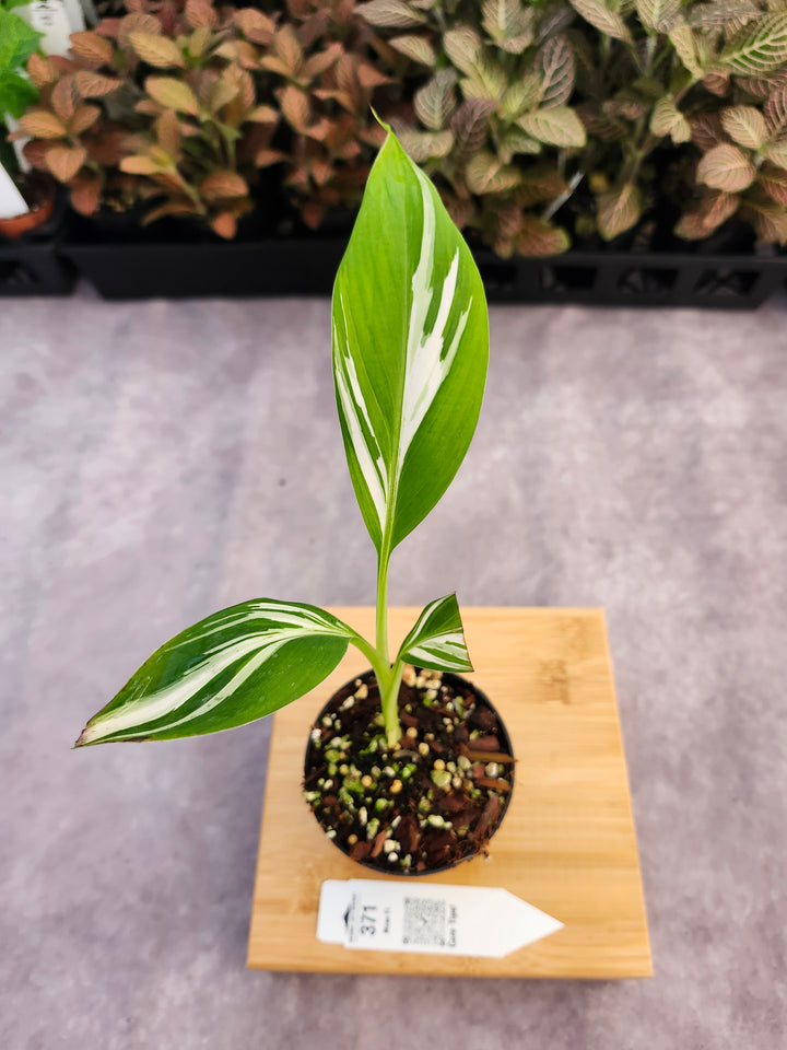 Musa Florida  (3in)-371