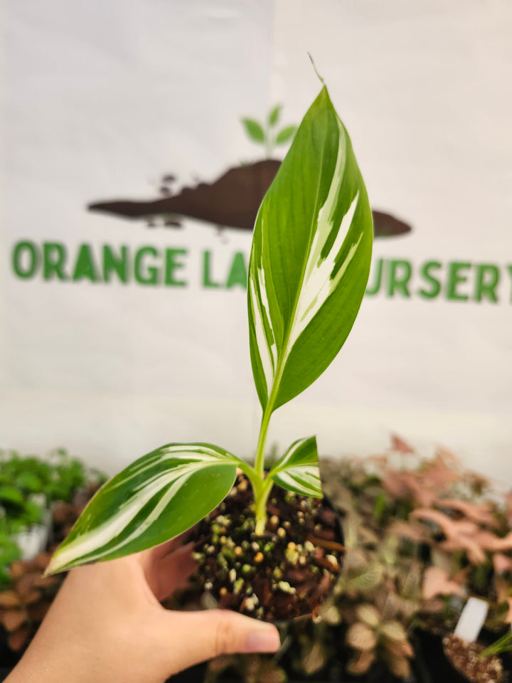 Musa Florida  (3in)-371