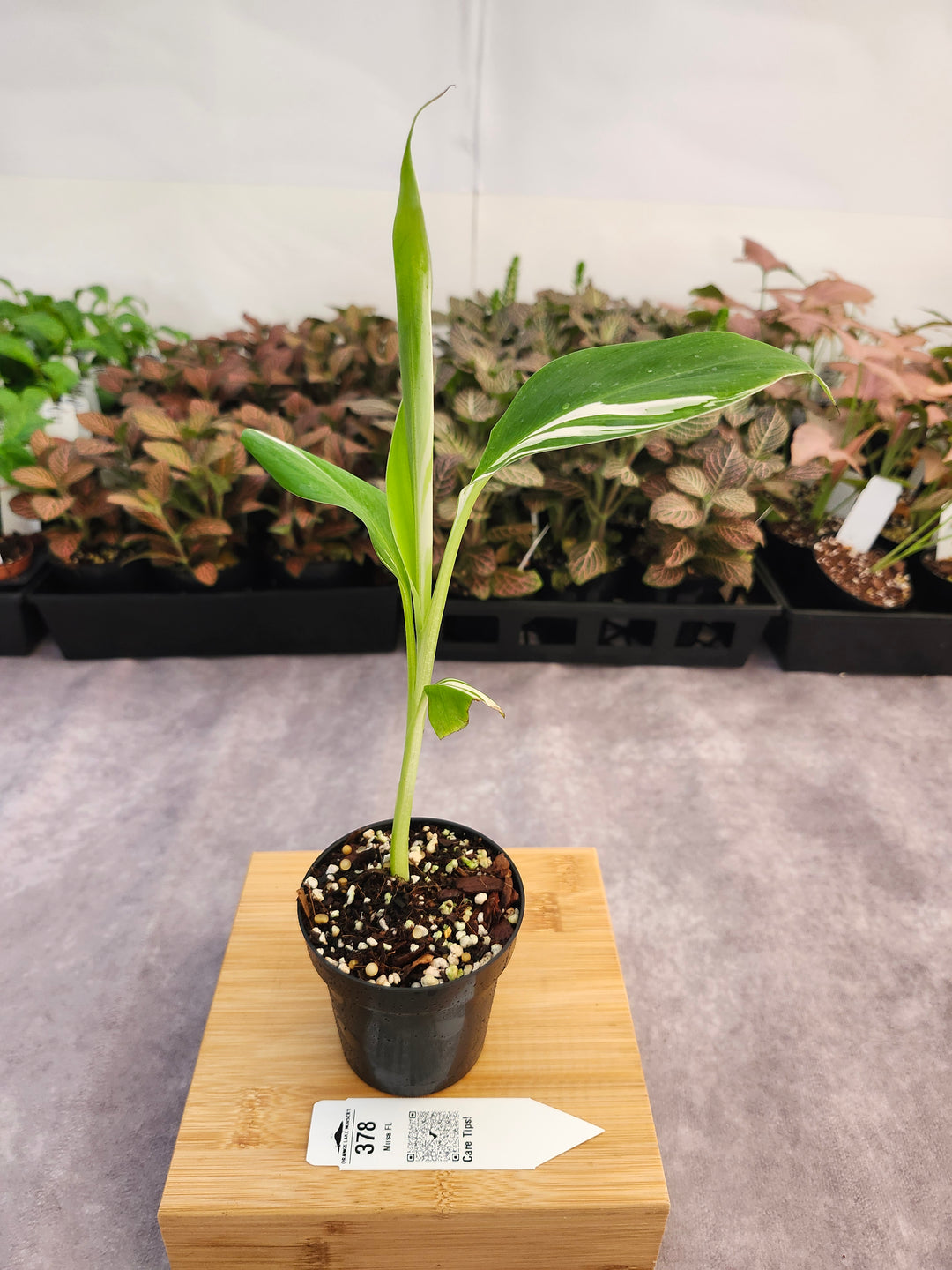 Musa Florida  (3in)-378