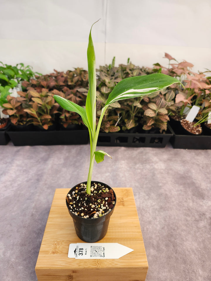 Musa Florida  (3in)-378