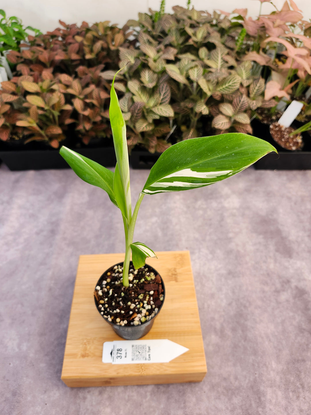 Musa Florida  (3in)-378