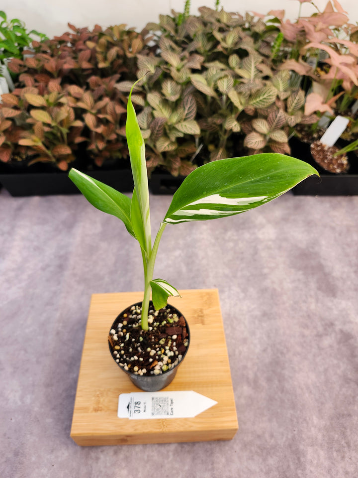 Musa Florida  (3in)-378