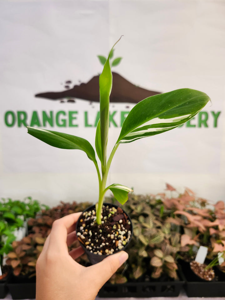 Musa Florida  (3in)-378
